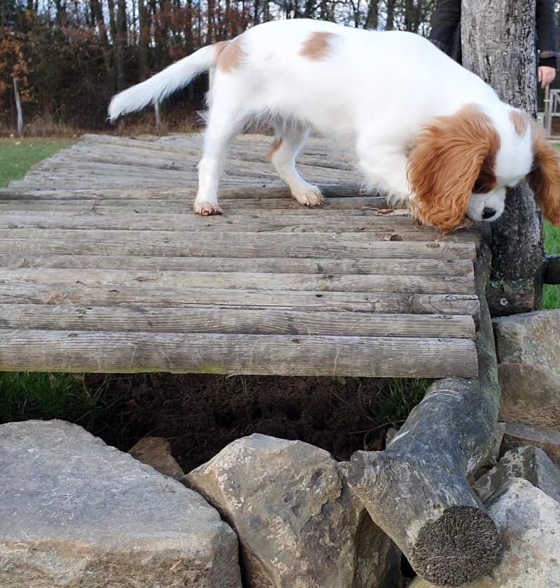 Hundespielplatz