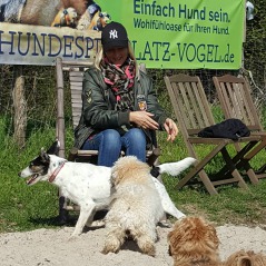 Hunde spielen im Sand